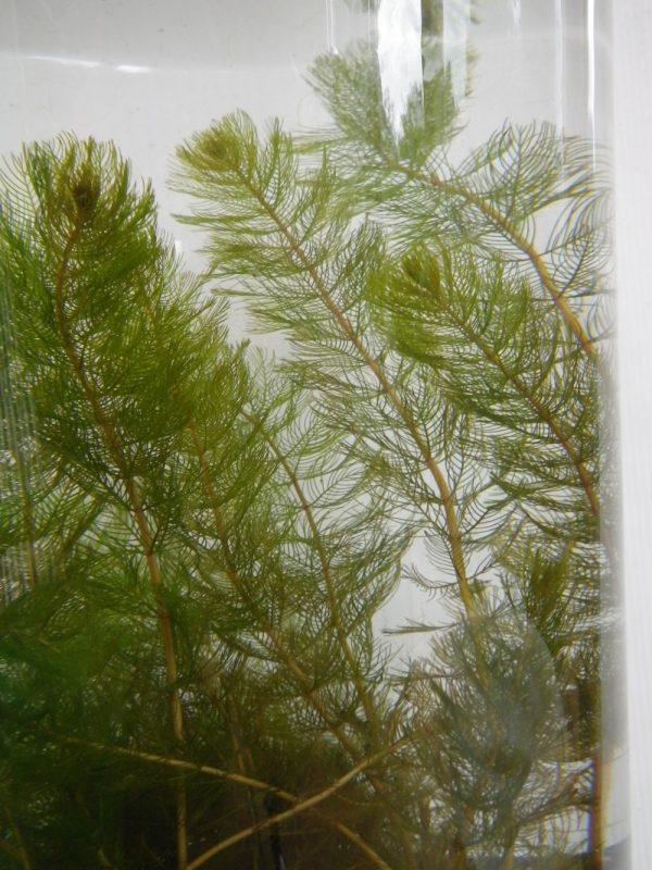 Myriophyllum spicatum (Spiked water milfoil)