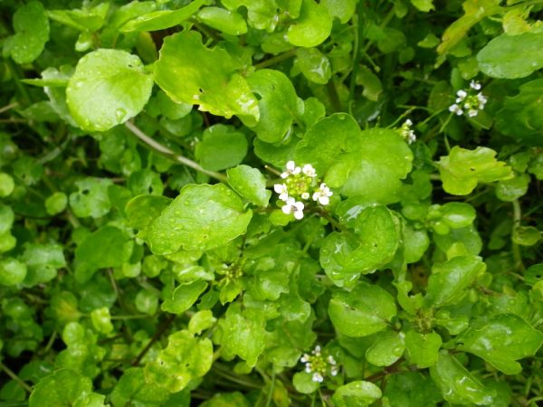 Nasturtium aquaticum (Rorippa) - Water Cress