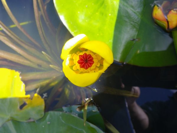Nuphar lutea (Brandy bottle)