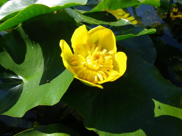 Nuphar lutea pumila (Least lily)