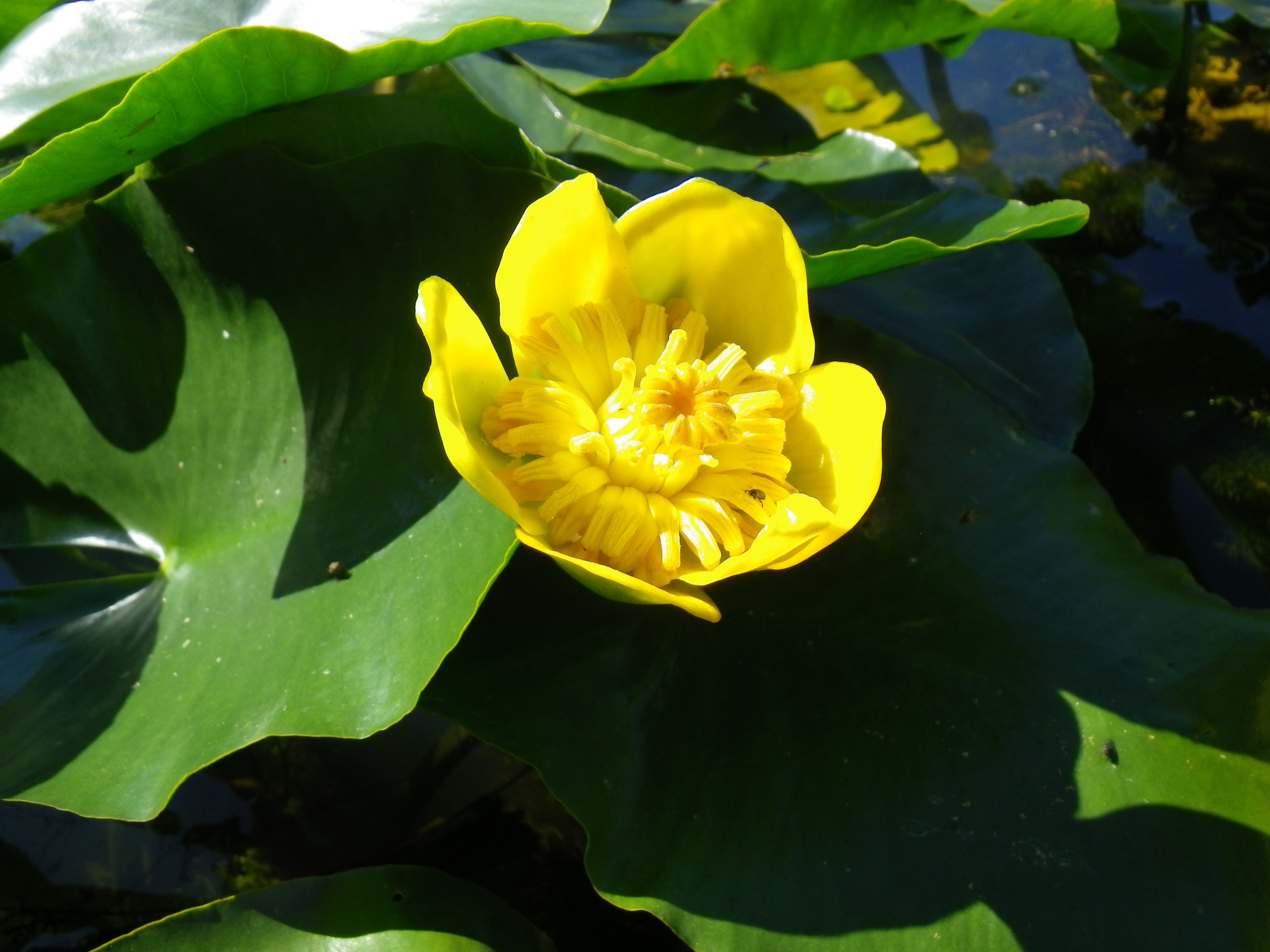 La plante d'aquarium lutea - Nuphar Lutea Pumila
