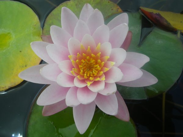 Nymphaea Budget Pink Lily