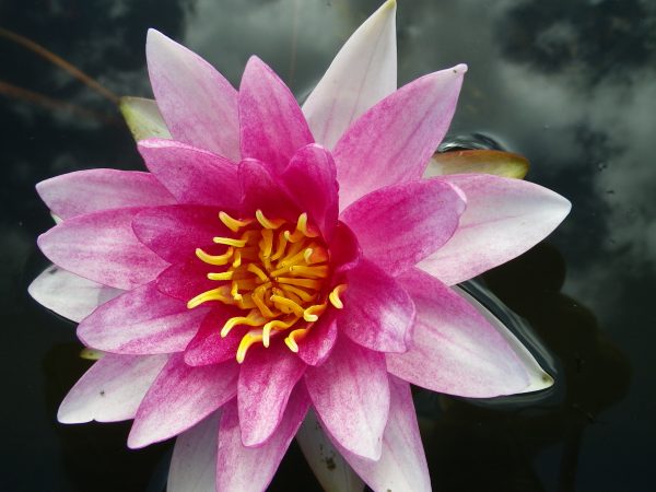 Nymphaea Budget Red Lily