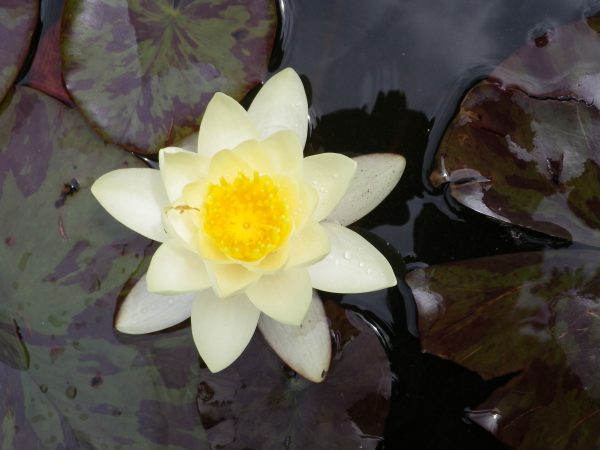 Nymphaea Budget Yellow Lily