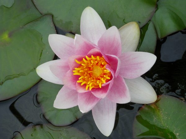 Nymphaea Charles De Meurville