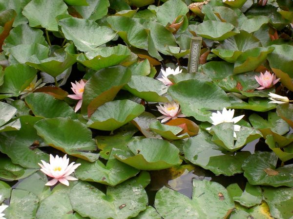 Nymphaea Rosennymphe