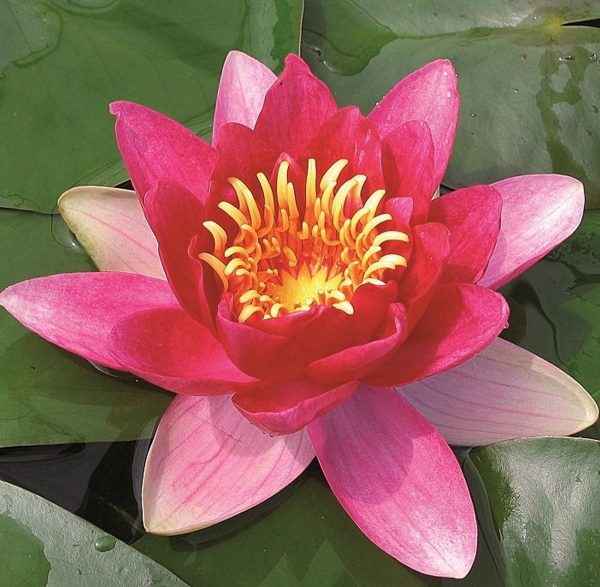 Nymphaea Vesuve