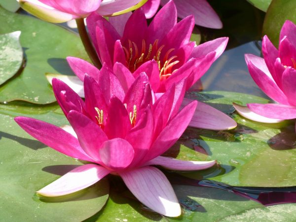 Nymphaea Xiafei