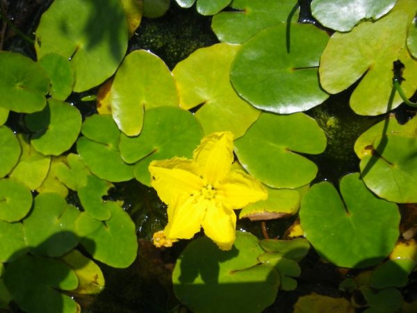 Nymphoides peltata (Fringe lily)