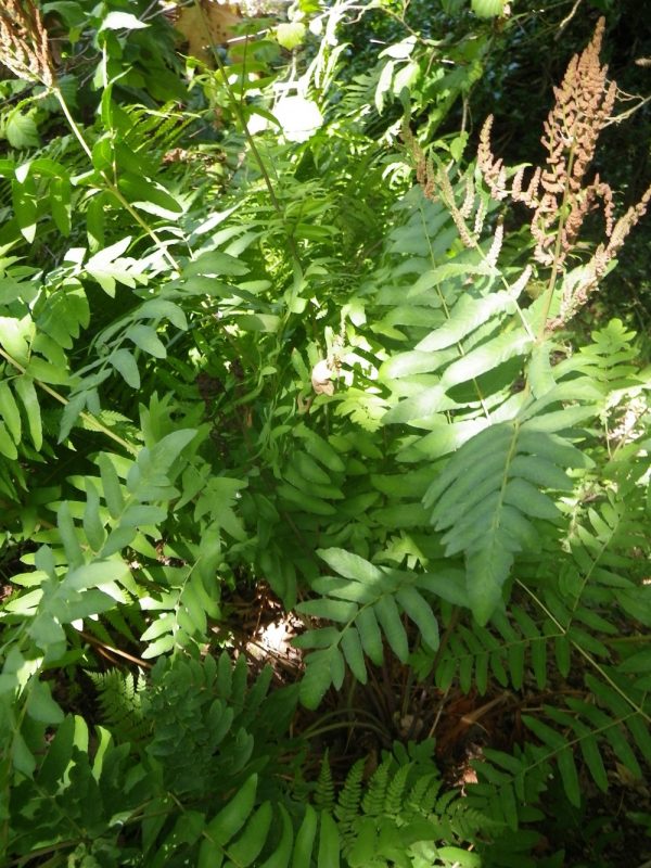 Osmunda regalis (Royal fern)