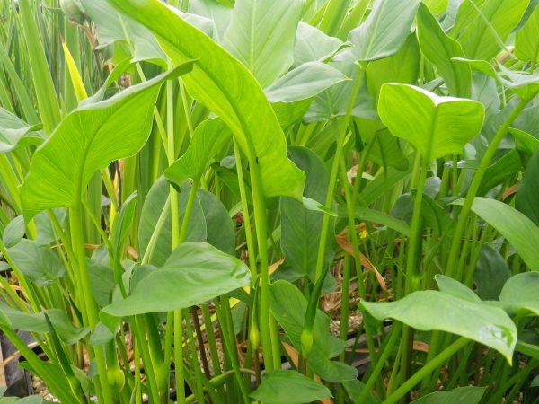 Peltandra undulata (Arrow arum)