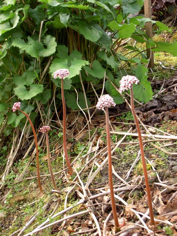 Peltiphyllum peltata (umbrella plant)