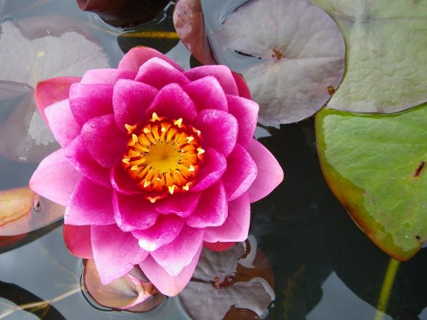 Nymphaea Perry's Baby Red