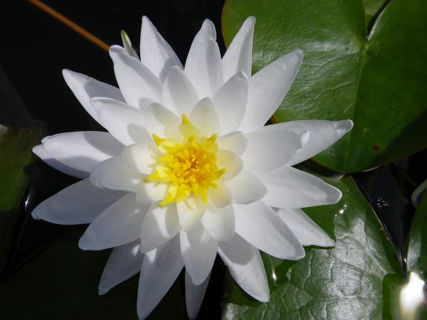 Nymphaea Perry’s Double White