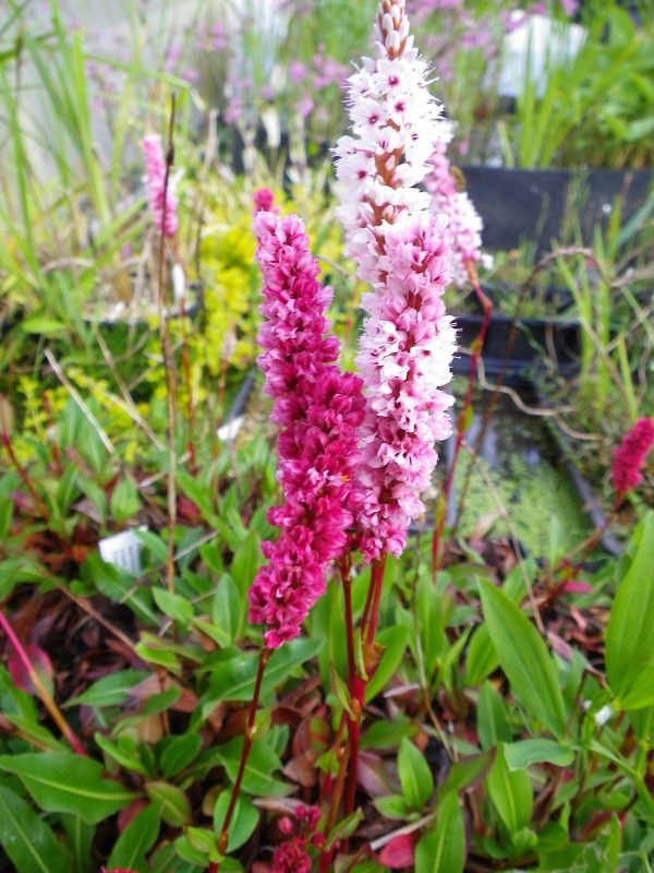 Persicaria affine superba