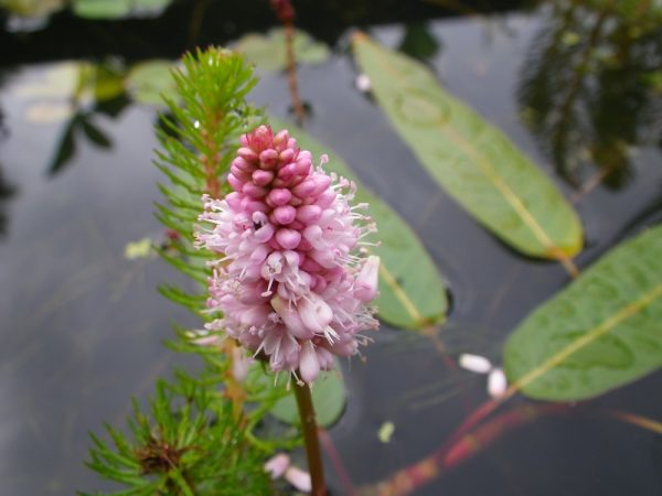 Persicaria amphibia (amphibious bistort)