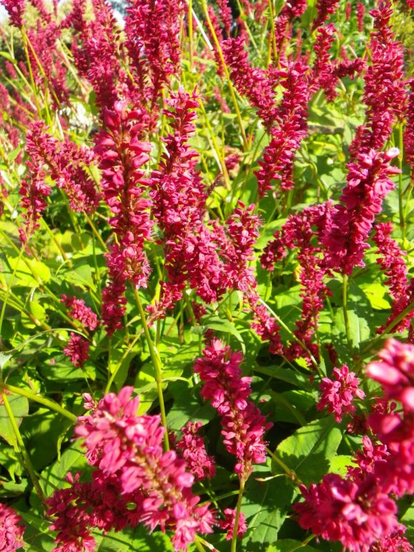 Persicaria amplexicaulis Blackfield