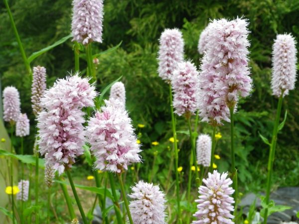 Persicaria bistorta Superba (Bistort, Pink Candles)