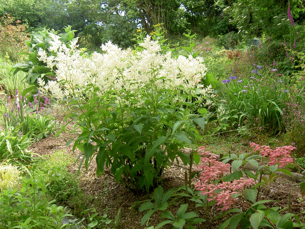 Persicaria polymorpha (Giant white fleece flower) Devon