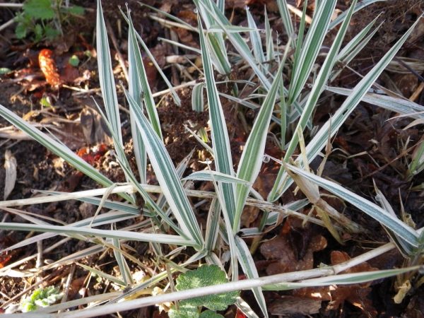 Phalaris arundinacea 'picta'