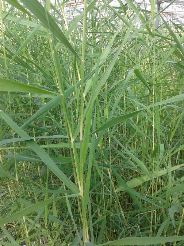 Phragmites australis (Norfolk reed)