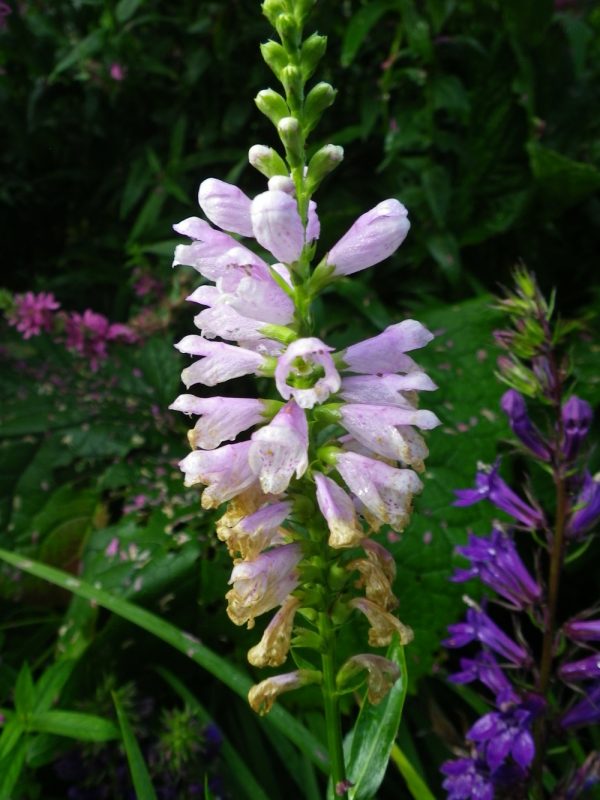 Physostegia virginiana (Obedient plant)