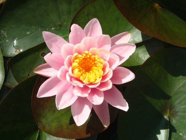 Nymphaea Pink Peony