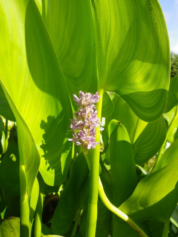 Pontederia cordata Pink Pons