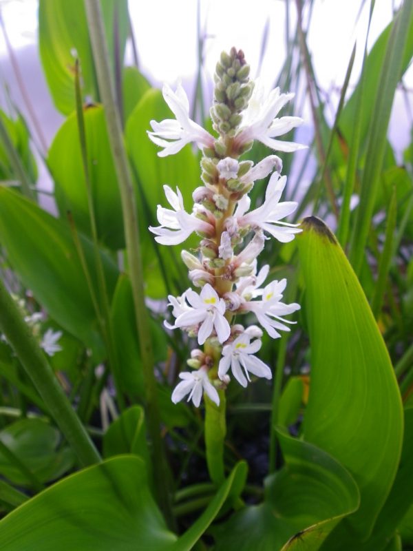 Pontederia cordata Alba (White Pickerel weed)