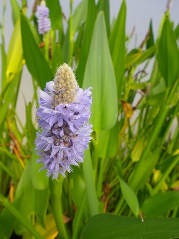 Pontederia dilatata (Royal pickerel weed)