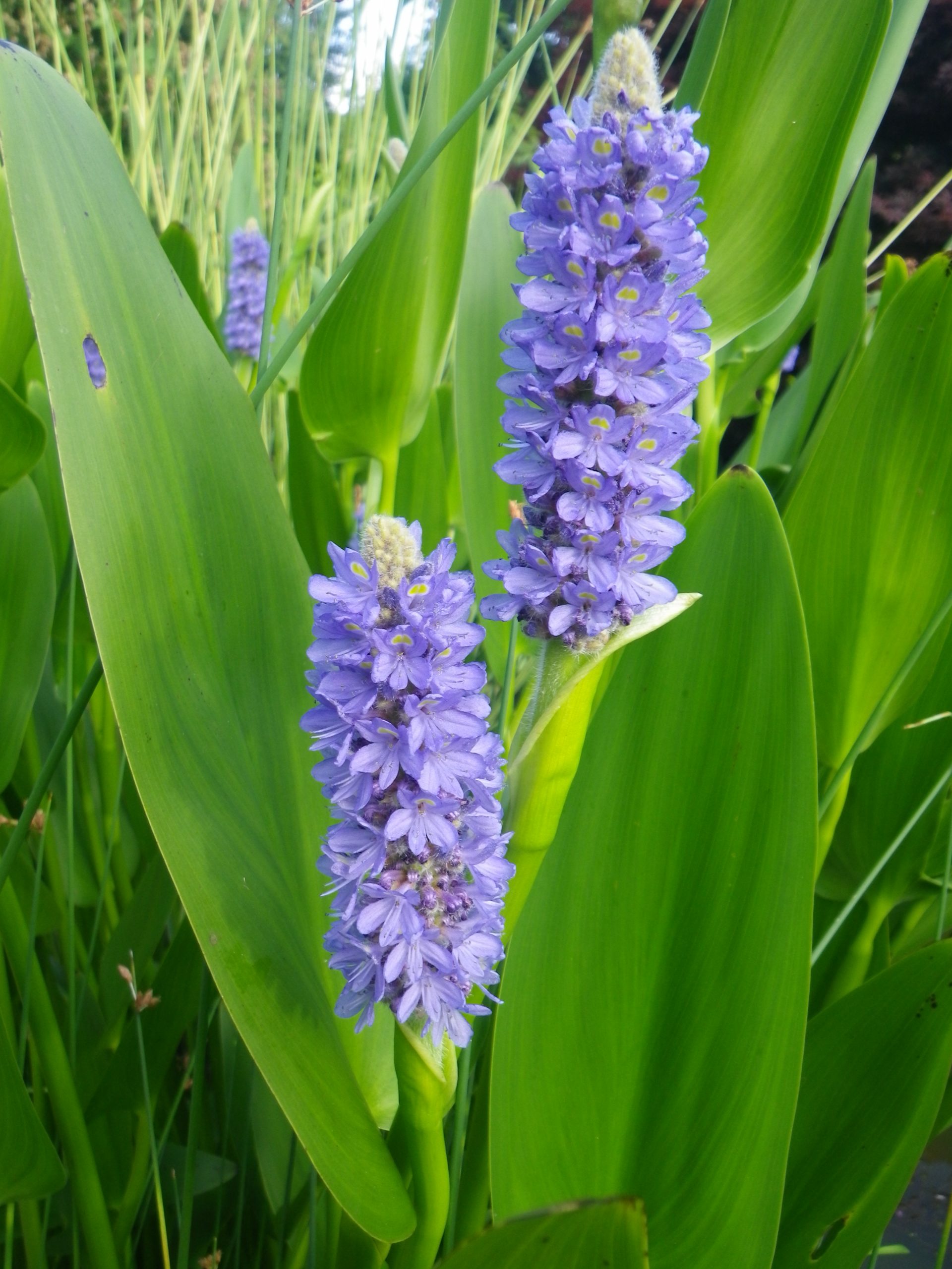 Pontederia Lanceolata - Pontédérie à feuilles lancéolées - Plante de b