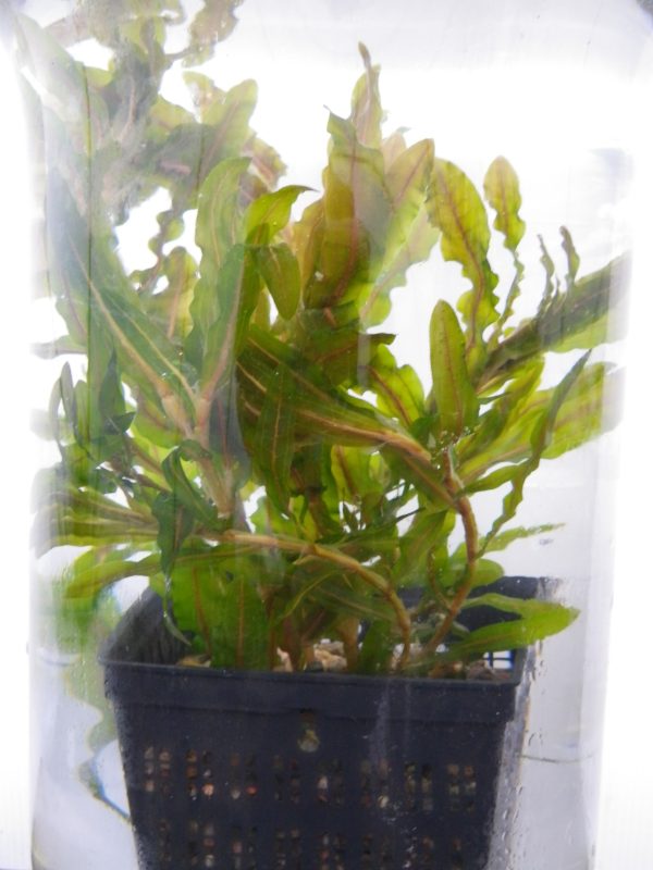 Potamogeton crispus (Curled pondweed)