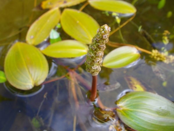 Potamogeton natans (broad leaved pondweed)