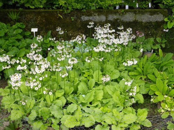 Primula japonica Postford White