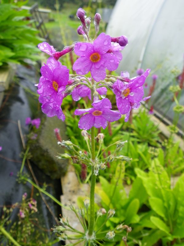 Primula beesiana