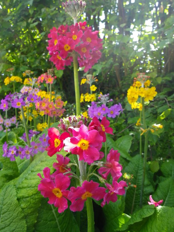 Primula bulleesiana hybrids