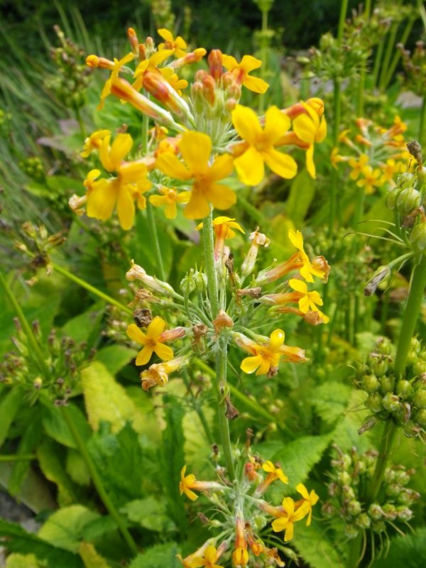 Primula bulleyana
