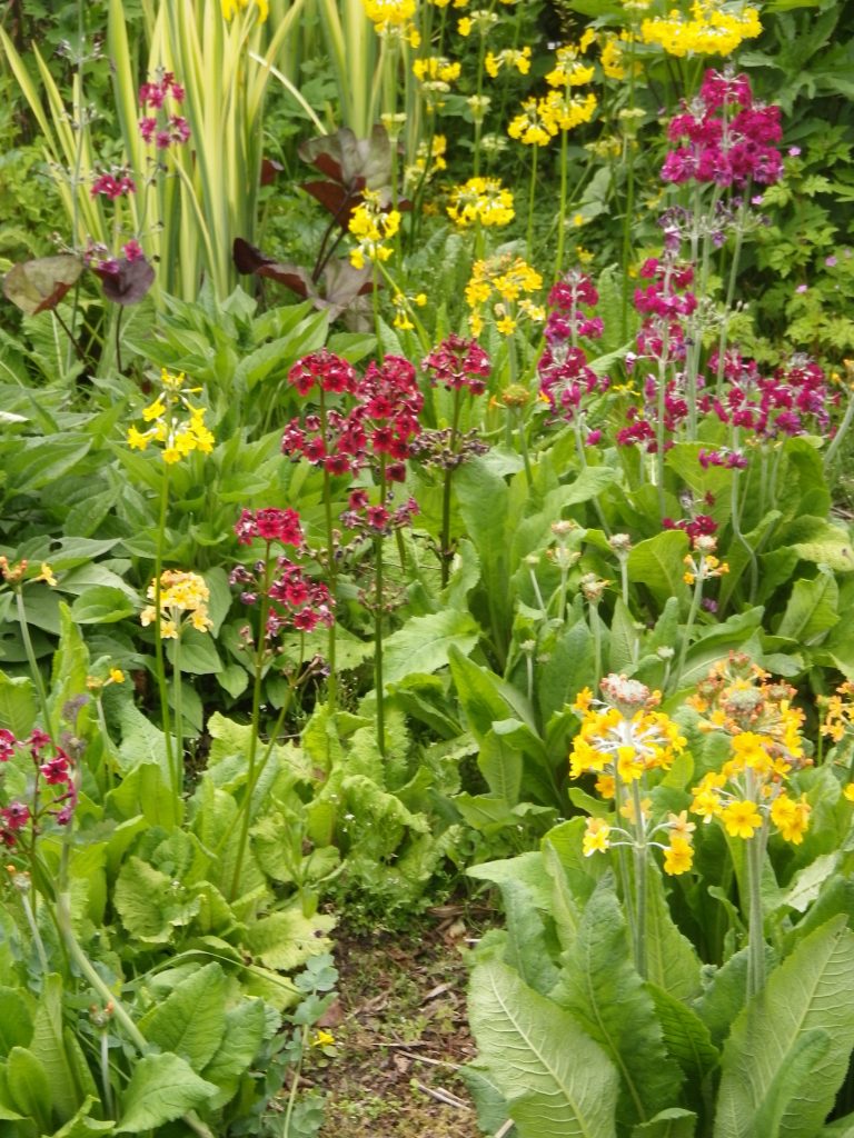 Primula assorted candelabra Devon Pond Plants