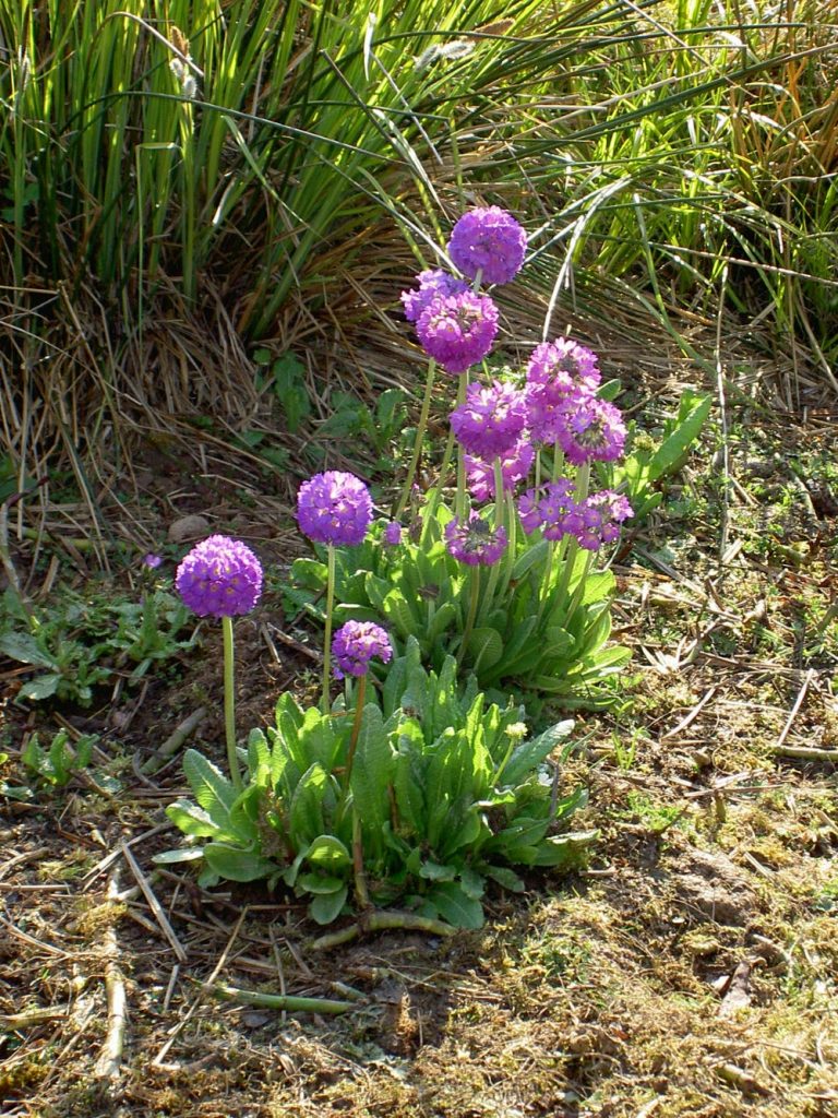 Primula denticulata (Drumstick primula) Devon Pond Plants