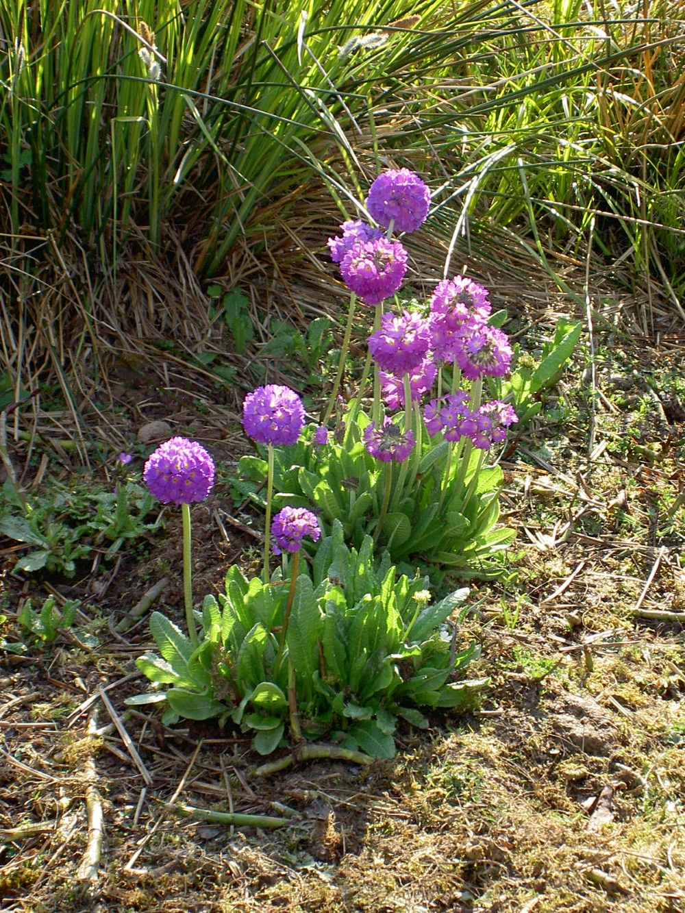 Primula denticulata store