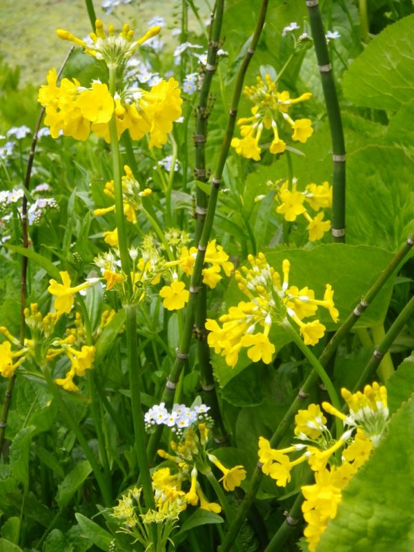 Primula florindae (Giant Cowslip)