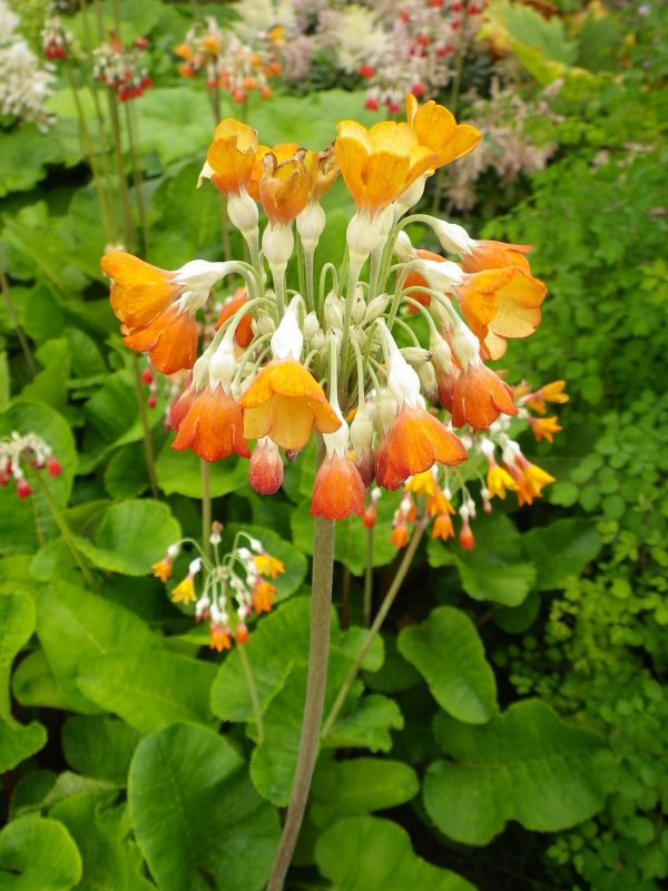 Primula florindae Keilour hybrids