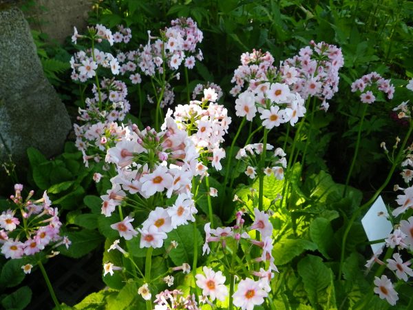 Primula japonica Apple Blossom