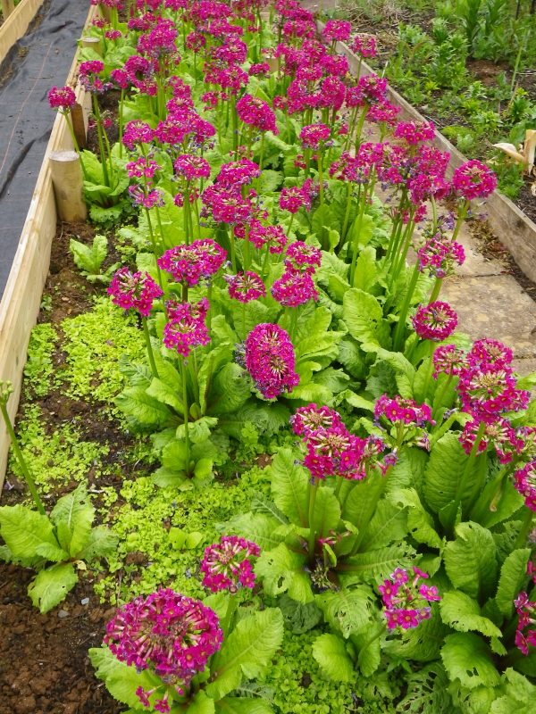 Primula japonica Millers Crimson