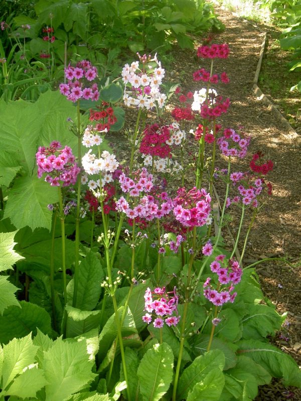 Primula Japonica mixed