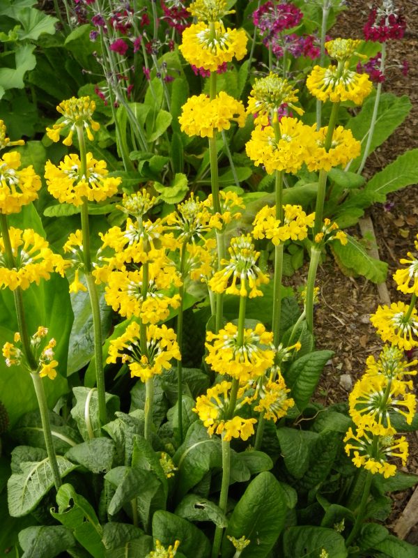 Primula prolifera (Candelabra primrose)