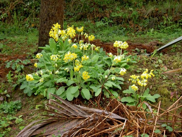 Primula veris (Cowslip)