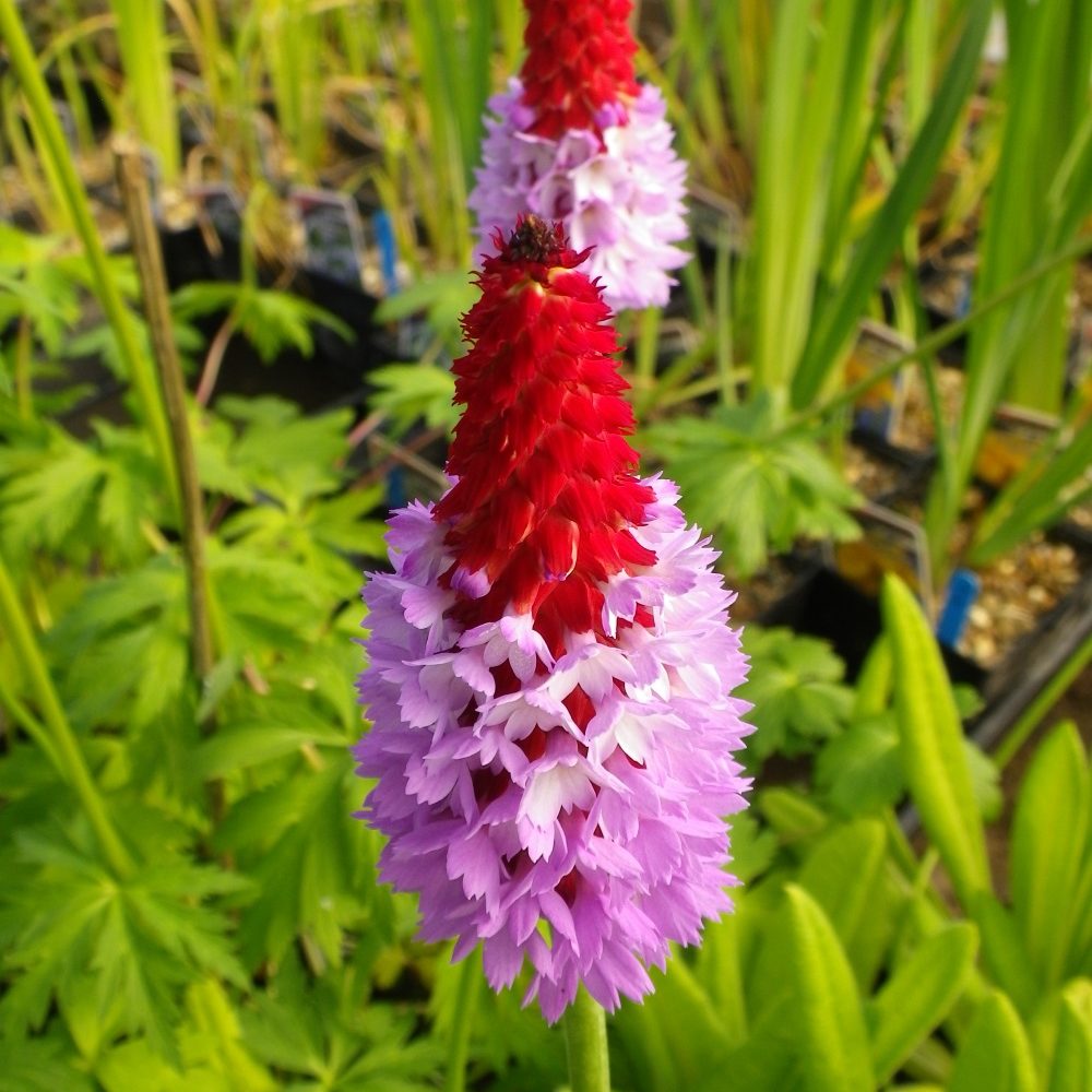 Pond Plants UK supplier based in Devon Fast Delivery Water Lilies