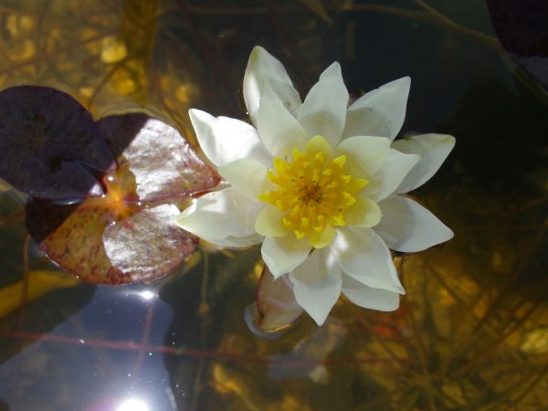Nymphaea Pygmaea helvola
