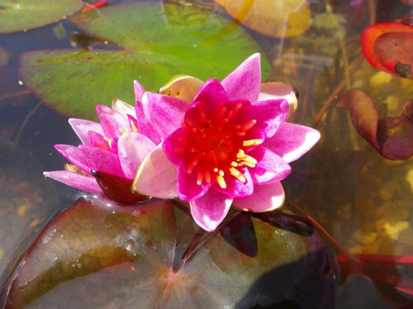 Nymphaea Pygmaea rubra